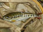 080323-5.jpg
